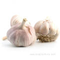 Export 5.5cm Dried Red Garlic Price